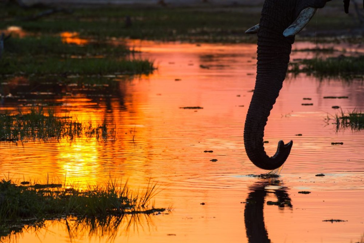 Picture of Close-up of an elephant drinking water with trunk in beautiful sunset colours at Khwai river Botswana Africa