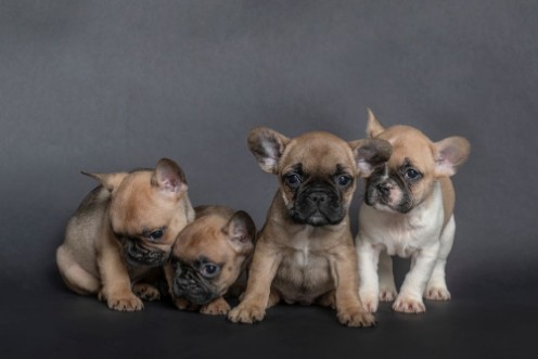Picture of Vier franzsische Bulldoggen Welpen sitzend
