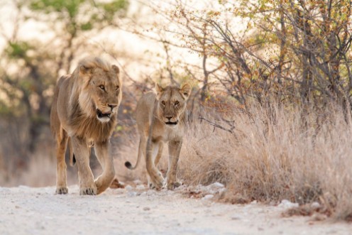 Afbeeldingen van Lions mating couple in Etosha National Park in Namibia
