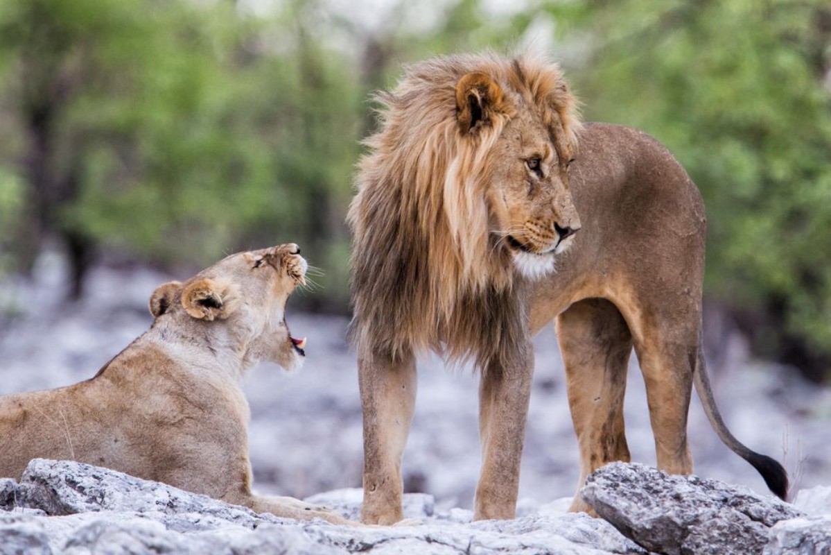 Image de Lions mating couple in Etosha National Park in Namibia