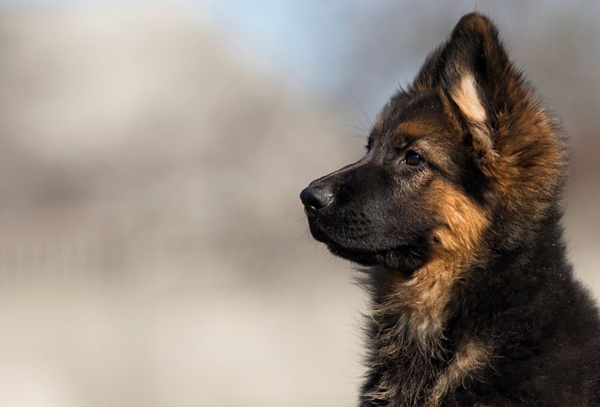 Picture of German shepherd puppy outdoors