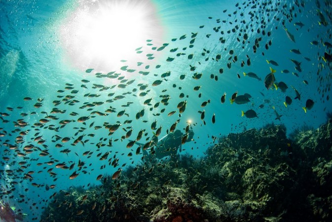 Afbeeldingen van Sardine school of fish ball underwater