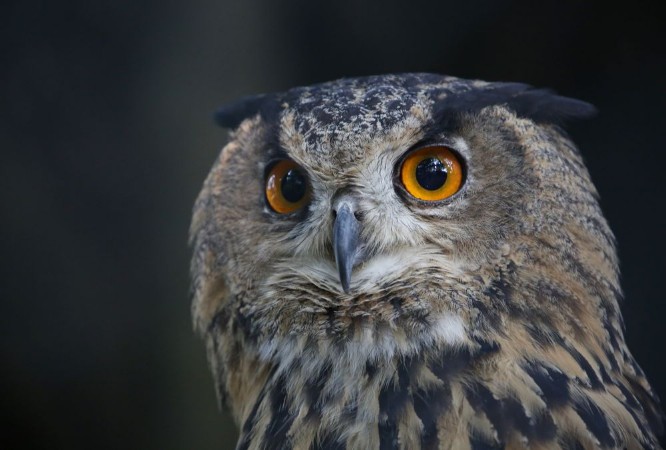 Picture of Portrait of an owl