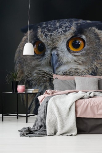 Afbeeldingen van Portrait of an owl
