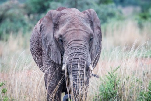 Picture of Elephant standing in the high grass