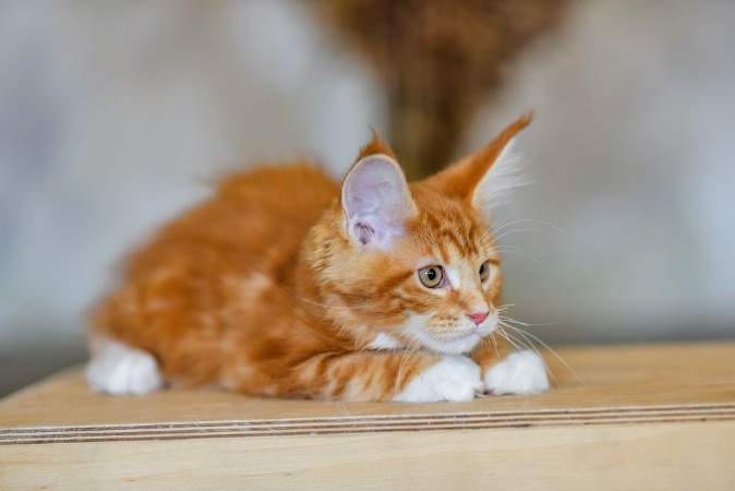Afbeeldingen van Love for cats Chic red cat Maine Coon Animal protection