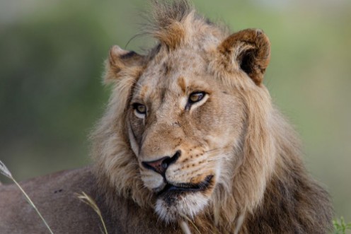 Picture of Portrait of a male lion in Sabi Sands Game Reserve in the Greater Kruger Region in South Africa