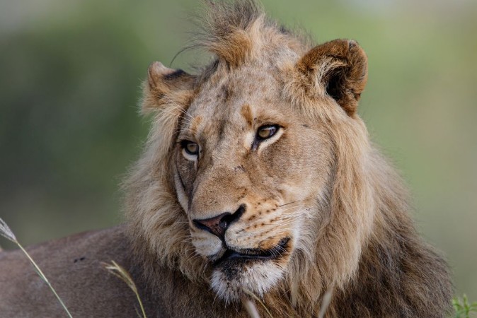 Afbeeldingen van Portrait of a male lion in Sabi Sands Game Reserve in the Greater Kruger Region in South Africa
