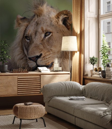 Picture of Portrait of a male lion in Sabi Sands Game Reserve in the Greater Kruger Region in South Africa