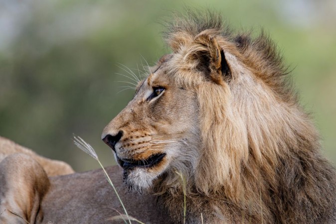 Image de Portrait of a male lion in Sabi Sands Game Reserve in the Greater Kruger Region in South Africa