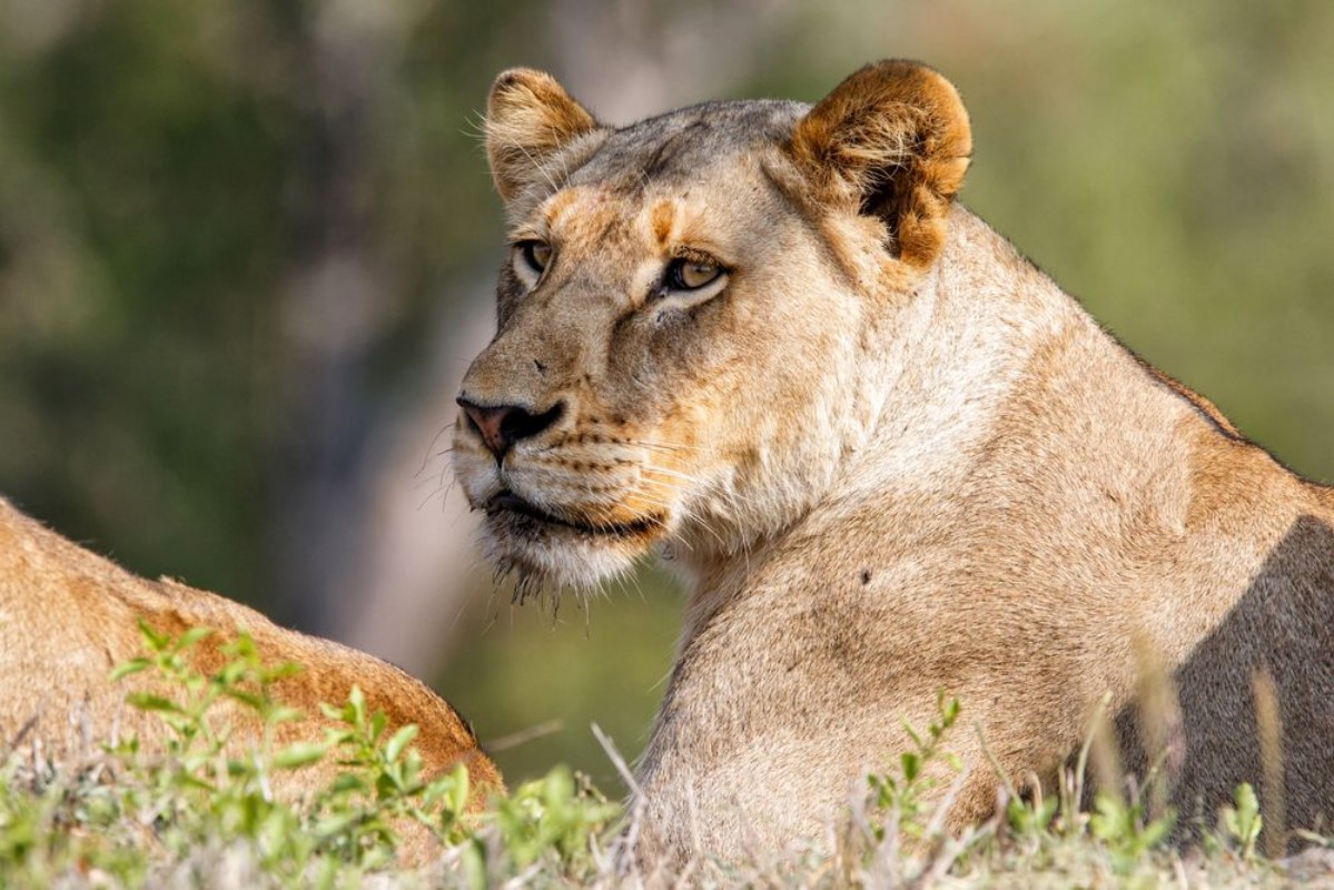 Bild på Portrait of a female lion in Sabi Sands Game Reserve in the Greater Kruger Region in South Africa