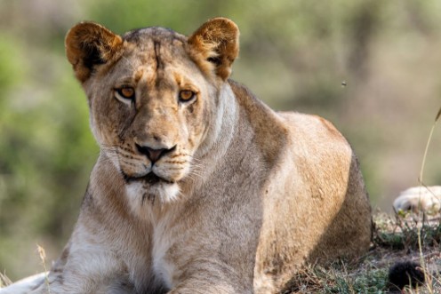Afbeeldingen van Portrait of a female lion in Sabi Sands Game Reserve in the Greater Kruger Region in South Africa