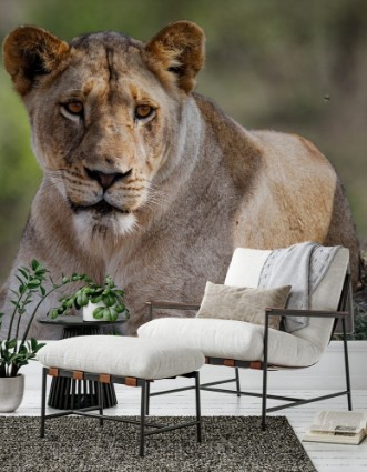 Bild på Portrait of a female lion in Sabi Sands Game Reserve in the Greater Kruger Region in South Africa