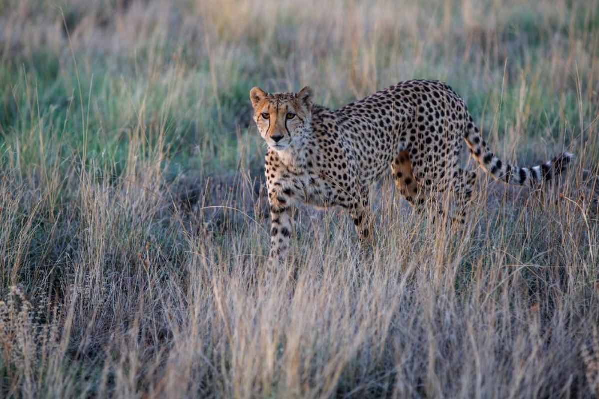 Bild på Cheetah hunting in the last light of the day in the Tiger Canyons Game Reserve in South Africa