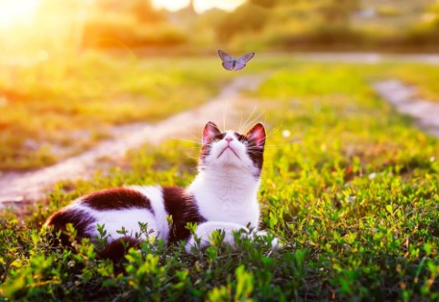 Image de Portrait of a cute striped cat lying in the grass in a Sunny meadow and looking at a beautiful little blue butterfly flying overhead on a clear summer day in the village