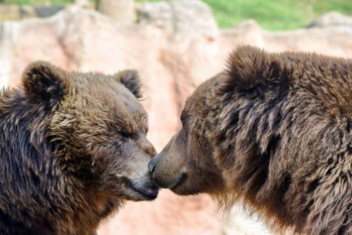 Bild på Brown Bear Couple Ursus Arctos Beringianus Head Closeup Portrait