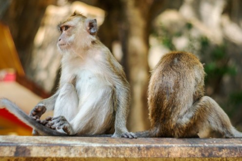 Afbeeldingen van Asia monkey wildlife Care and family concept