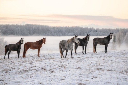 Bild på Winter horses