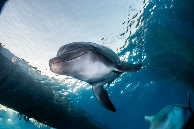 Image de Dolphin swimming with divers in the Red Sea Eilat Israel