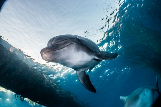 Dolphin swimming with divers in the Red Sea Eilat Israel photowallpaper Scandiwall