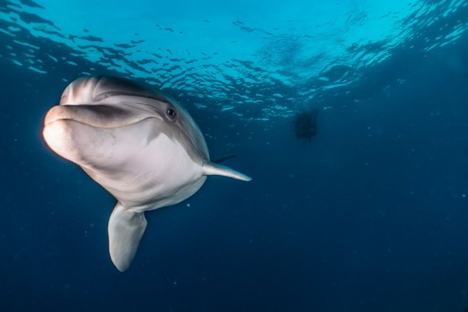 Dolphin swimming with divers in the Red Sea Eilat Israel photowallpaper Scandiwall