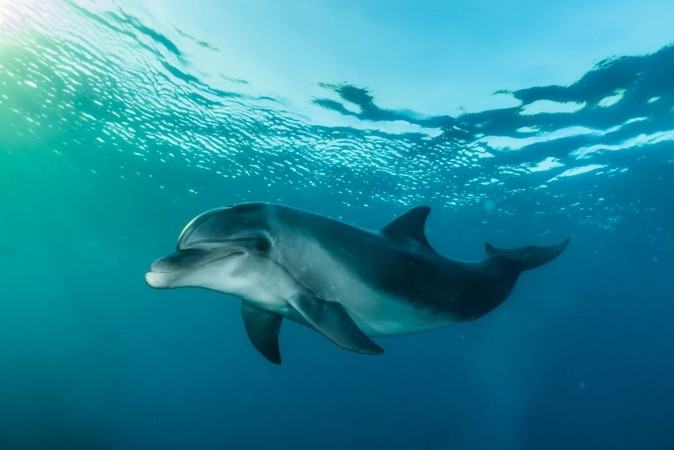 Dolphin swimming with divers in the Red Sea Eilat Israel photowallpaper Scandiwall