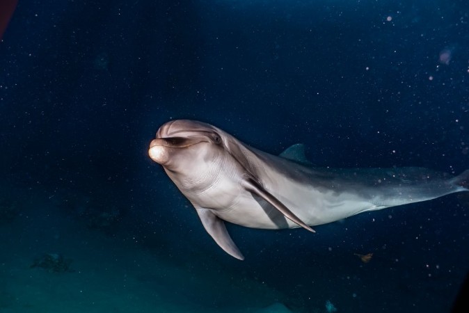 Afbeeldingen van Dolphin swimming with divers in the Red Sea Eilat Israel