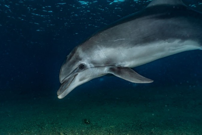 Dolphin swimming with divers in the Red Sea Eilat Israel photowallpaper Scandiwall