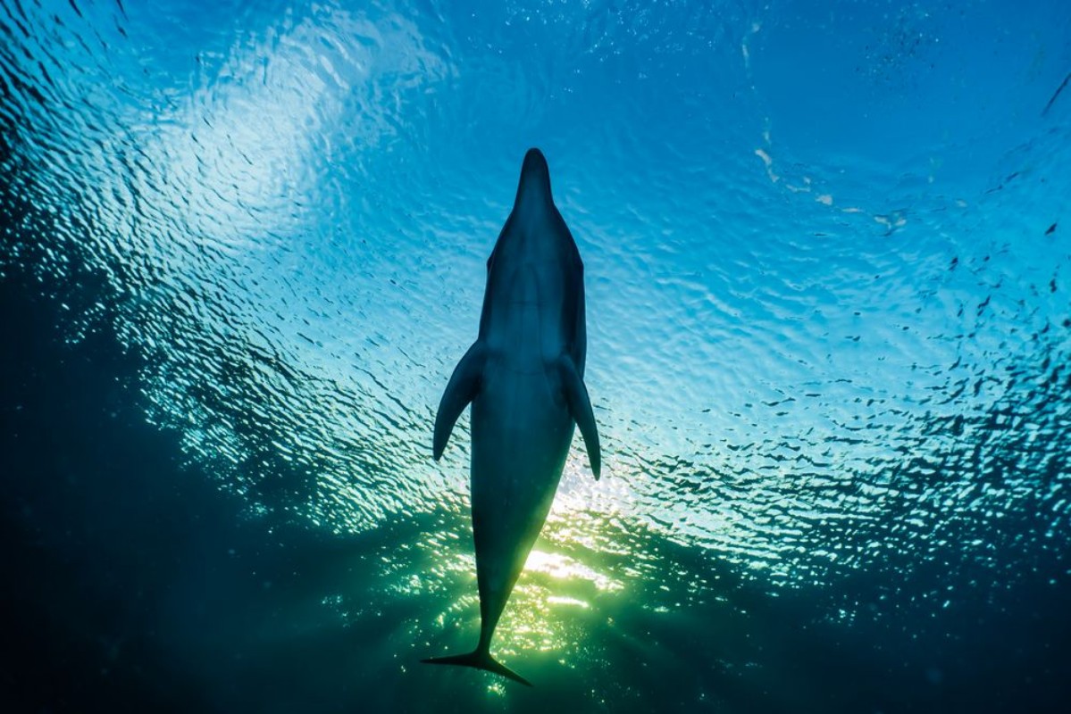 Afbeeldingen van Dolphin swimming with divers in the Red Sea Eilat Israel