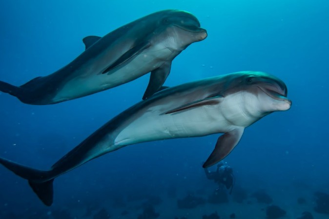 Afbeeldingen van Dolphins swimming in the Red Sea Eilat Israel 