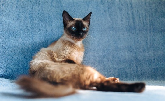Bild på Haughty vindictive and beautiful Siamese cat resting on the couch Fed lazy and pet posing Funny photo Cat habits