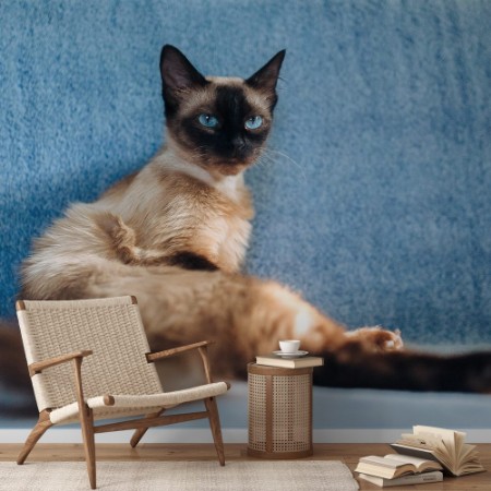 Picture of Haughty vindictive and beautiful Siamese cat resting on the couch Fed lazy and pet posing Funny photo Cat habits