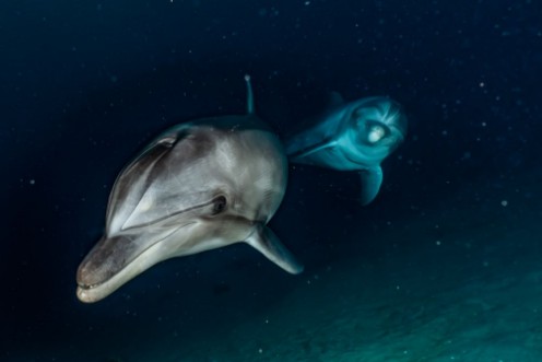 Afbeeldingen van Dolphins swimming in the Red Sea Eilat Israel 