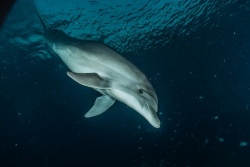 Afbeeldingen van Dolphin swimming in the Red Sea Eilat Israel