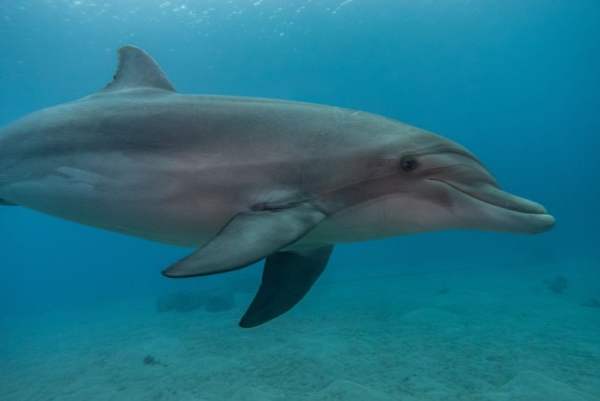 Dolphin swimming in the Red Sea Eilat Israel photowallpaper Scandiwall