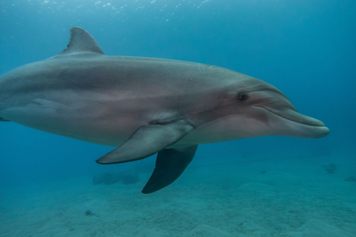 Picture of Dolphin swimming in the Red Sea Eilat Israel