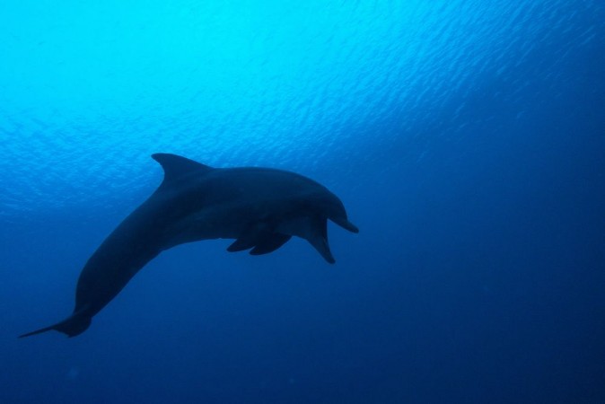 Afbeeldingen van Dolphin swimming in the Red Sea Eilat Israel