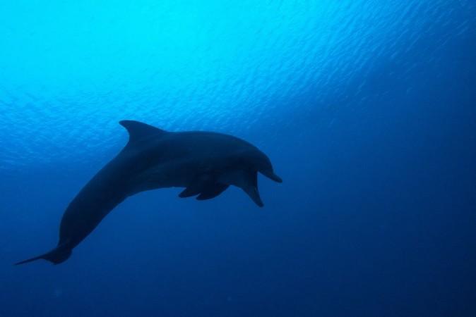 Dolphin swimming in the Red Sea Eilat Israel photowallpaper Scandiwall