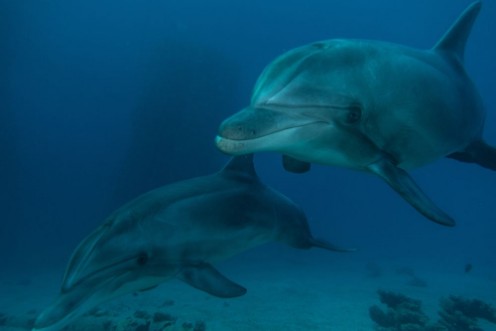 Dolphins swimming in the Red Sea Eilat Israel  photowallpaper Scandiwall