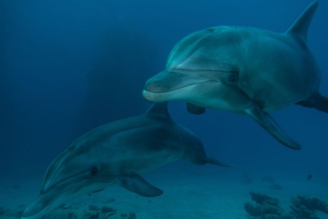 Bild på Dolphins swimming in the Red Sea Eilat Israel 