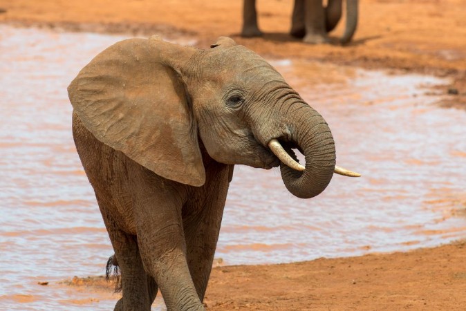 Afbeeldingen van Elephant in water National park of Kenya