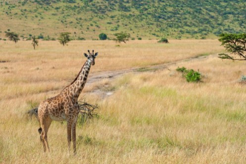 Afbeeldingen van Giraffe in National park of Kenya