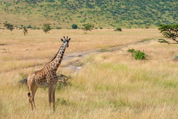 Picture of Giraffe in National park of Kenya