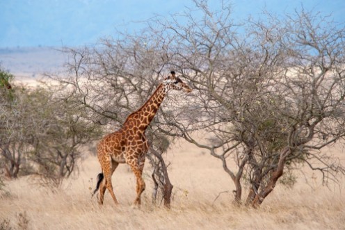 Afbeeldingen van Giraffe in National park of Kenya