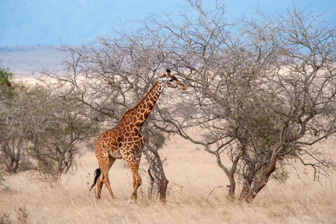 Picture of Giraffe in National park of Kenya