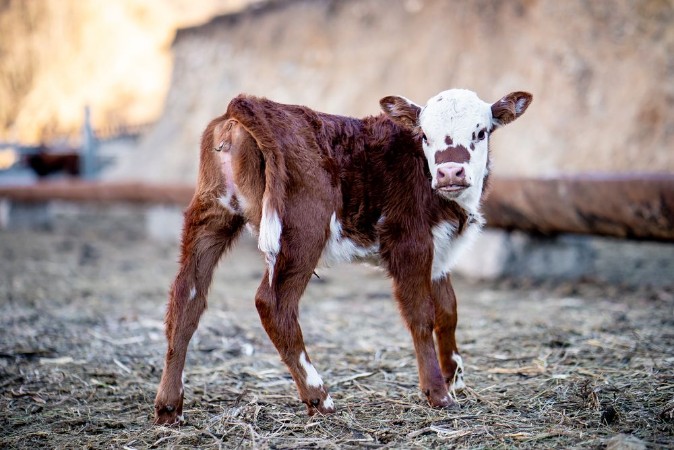 Picture of Calf on the farm 