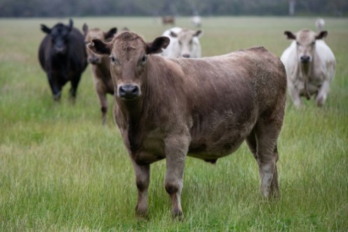 Image de Angus Cattle grazing in Austrlia