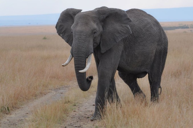 Bild på Elephant in savannah