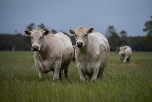Picture of Beef cattle and cows in Australia