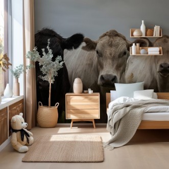 Afbeeldingen van Angus Cow and steers in a field eating grass